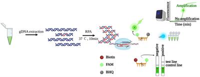 Development of a rapid detection method for Karenia mikimotoi by using CRISPR-Cas12a